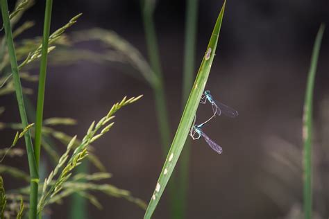 Dragonflies Insects Wings - Free photo on Pixabay - Pixabay