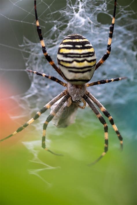 Spinnennetz Spinne Insekt Kostenloses Foto Auf Pixabay Pixabay