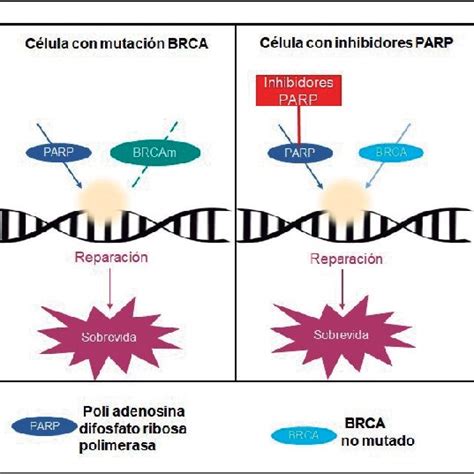 Mecanismo Acci N De Inhibidores Parp Poli Adenosina Difosfato Ribosa