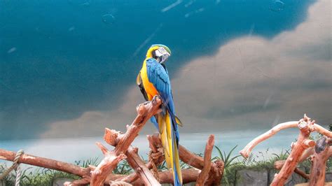 Free picture: macaw, bird, parrot, outdoors, nature, tropical, summer ...