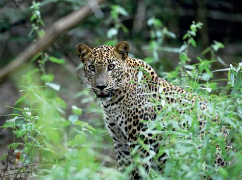 Sri Lanka: The Land of the Leopard - Explore Sri Lanka