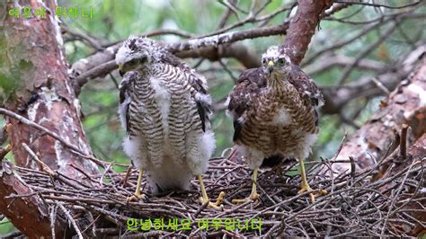 새매 Asiatic Sparrowhewk Accipiter nisus YouTube