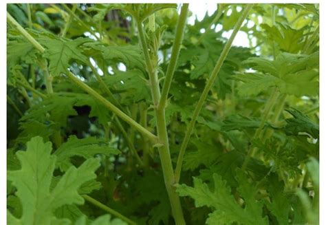 ローズゼラニウム 蚊香龍 カコロン 蚊嫌草 蚊連草 挿し穂 6本蚊避けハーブ 太め 送料無料 ネコポス便Yahoo フリマ旧PayPayフリマ