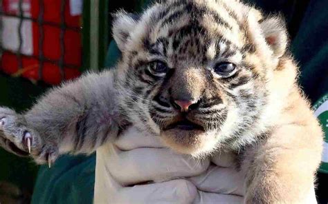 Bioparco di Roma è nata la prima cucciola di tigre di Sumatra il