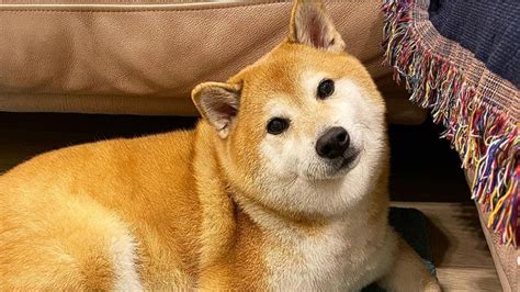 Shiba Inu o cão que virou meme morre depois de não acordar de uma