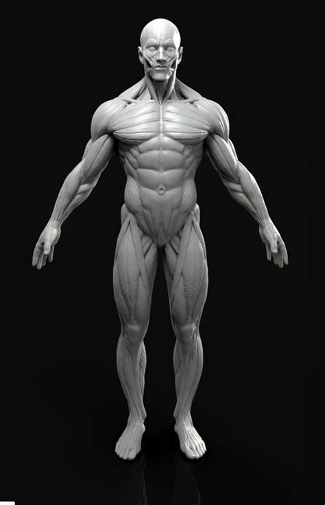 Anatomy For Artists Zbrush Anatomy Anatomy Sculpture Images