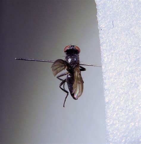 Melanomyia Nana Pinned Female Southam Quarry Warwickshi Flickr