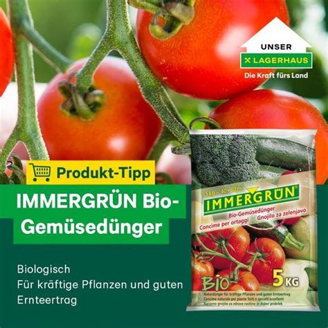 Unser Tipp Der Woche So Wird Deine Tomatenernte Zum Gro En Erfolg