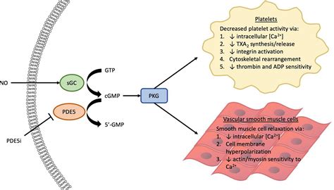 Phosphodiesterase Pathway