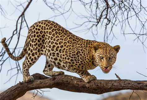 Hungry Leopard Namibia Lucien Muller Flickr