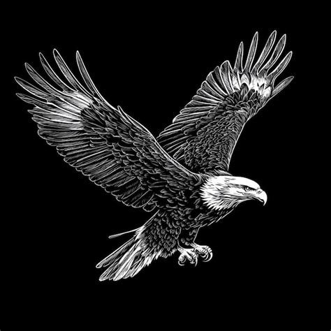 A Black And White Image Of A Bald Eagle With A White Head And A White