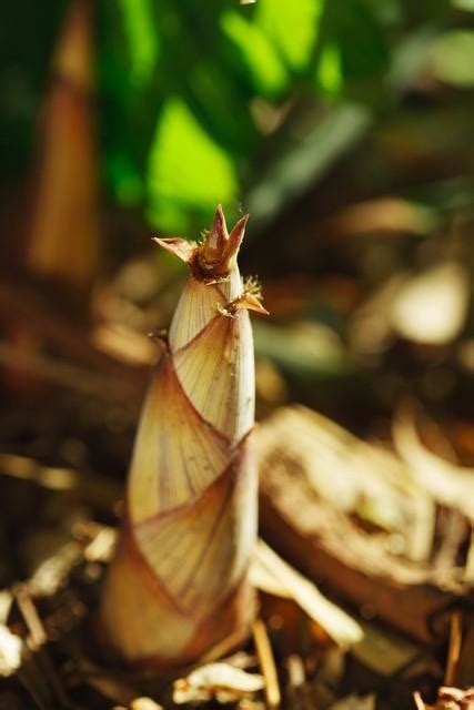 Spring Bamboo Shoots Inews