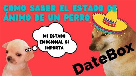 CÓMO SABER EL ESTADO DE ÁNIMO DE TU PERRO YouTube