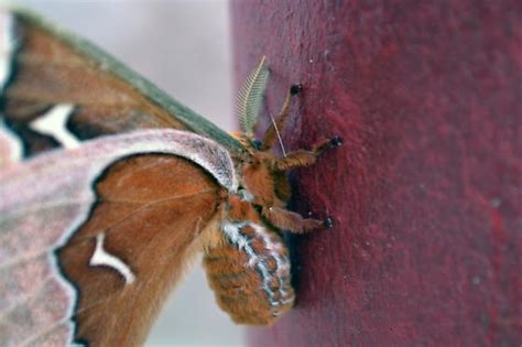 Lovely Moth Callosamia Angulifera Bugguide Net