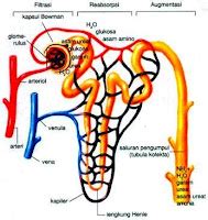 Proses Pembentukan Urine Pada Manusia Ipa Edukasi