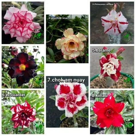 Jual Promo Paket Adenium Grafting Bunga Tumpuk Bibit Shopee