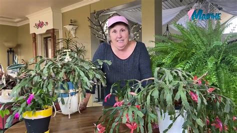 Comment faire fleurir les cactus de Noël Marthe Laverdière YouTube