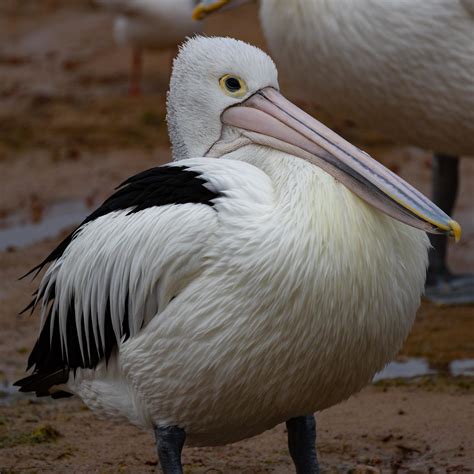 Bird Australian Pelican Barwon Bluff