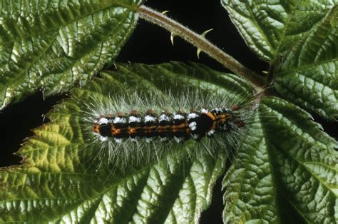 Toxic caterpillar INVASION: Poisonous insects to wreak havoc | Daily Star