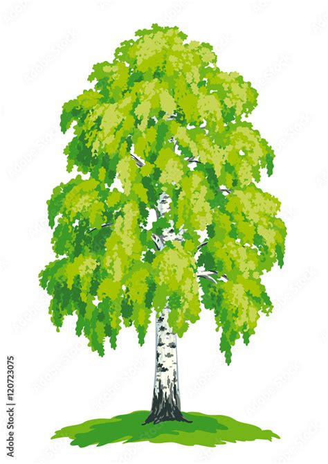 Birch tree - vector drawing Stock Vector | Adobe Stock