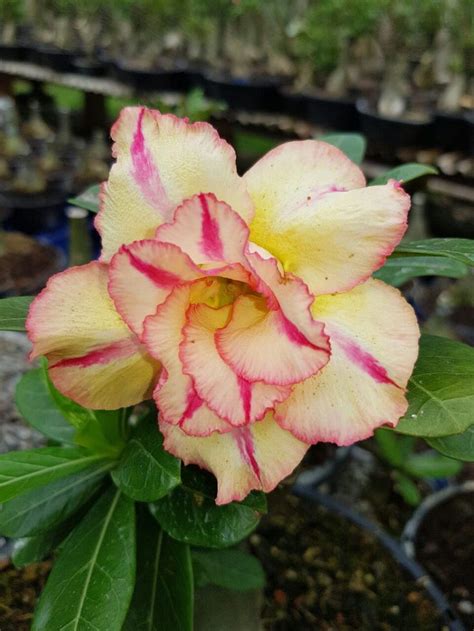 Pin De Jucilene Vieira Barros Em Rosa Do Deserto Adenium Obesum