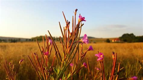 Ecosystem, Prairie, Field, Grassland Picture. Image: 112592295