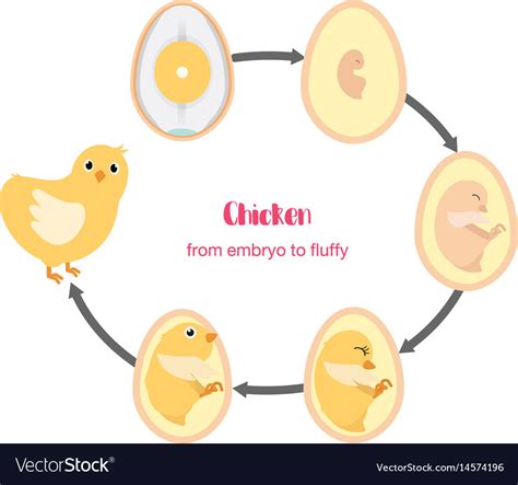 chicken egg life cycle royalty  vector image