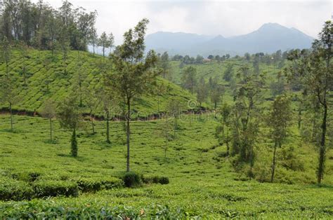 Tea Plantation In Wayanad Stock Photo Image Of Indian 13261352