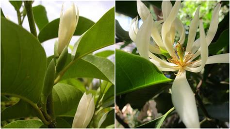 khasiat bunga kantil   pengasihan