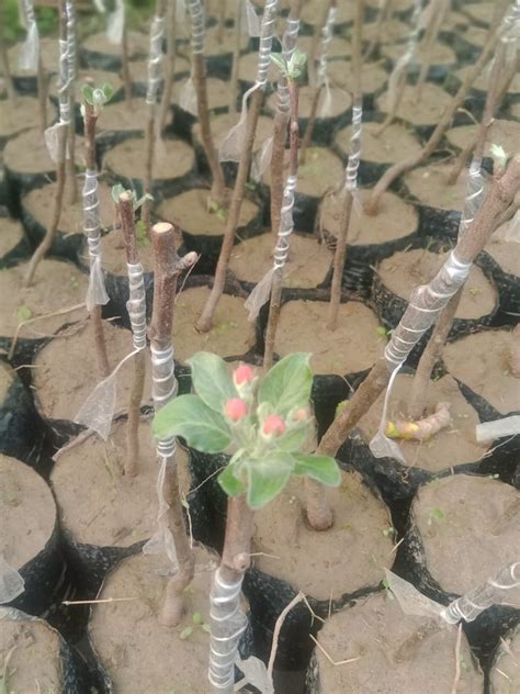 Well Watered Red Apple Plant At Rs Piece In Halvad Id