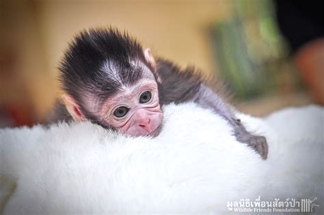 Infant Long-tailed Macaque Rescued - Wildlife Friends Foundation Thailand