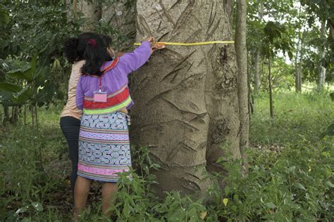 Manejo Forestal Comunitario Serfor Capacita En Lenguas Originarias A