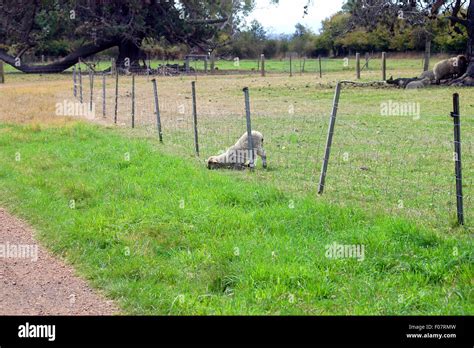 Lamb Eating Grass Through Fence Western Australia Stock Photo Alamy