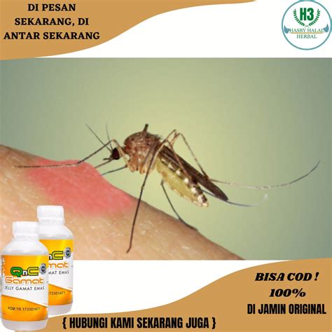 Jual Obat Cikungunya Untuk Anak Obat Cikungunya Tradisional Obat