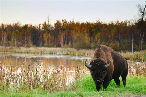 Elk Island National Park Alberta Canada The Journey Blog