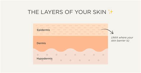 What Is The Skin Barrier And Is Yours Healthy Isdin