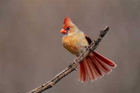 5 Tips for Attracting Cardinals To Your Backyard Haven