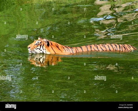 Tiger Im Sommer Hi Res Stock Photography And Images Alamy