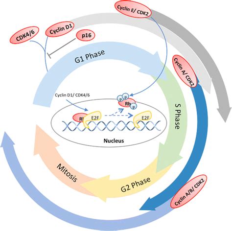 Cell Cycle Cyclin D