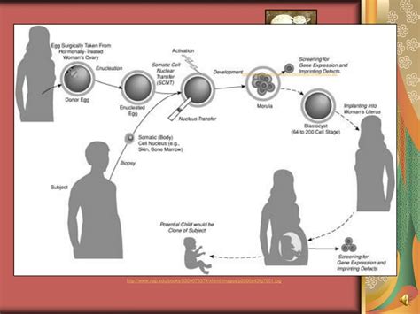 Ppt Human Cloning Powerpoint Presentation Free Download Id 5217189