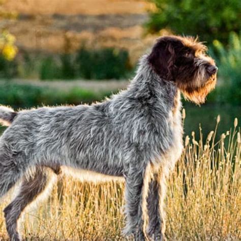 American Wirehaired Pointing Griffon Association (AWPGA) - Wirehaired ...