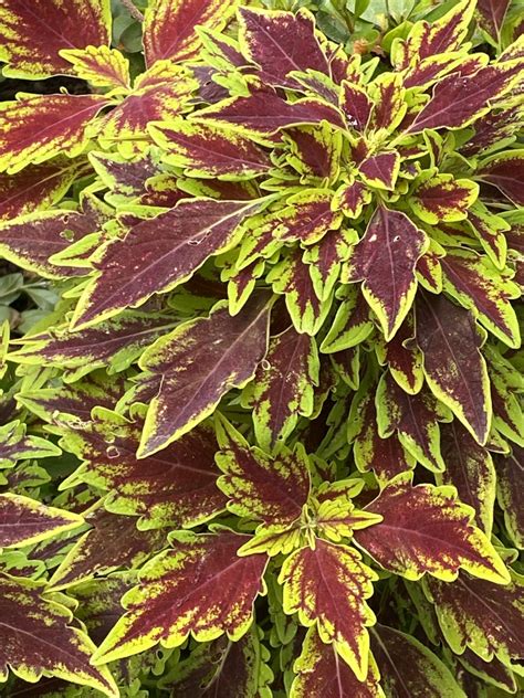 Coleus From Third St Ma Us On August At Am By