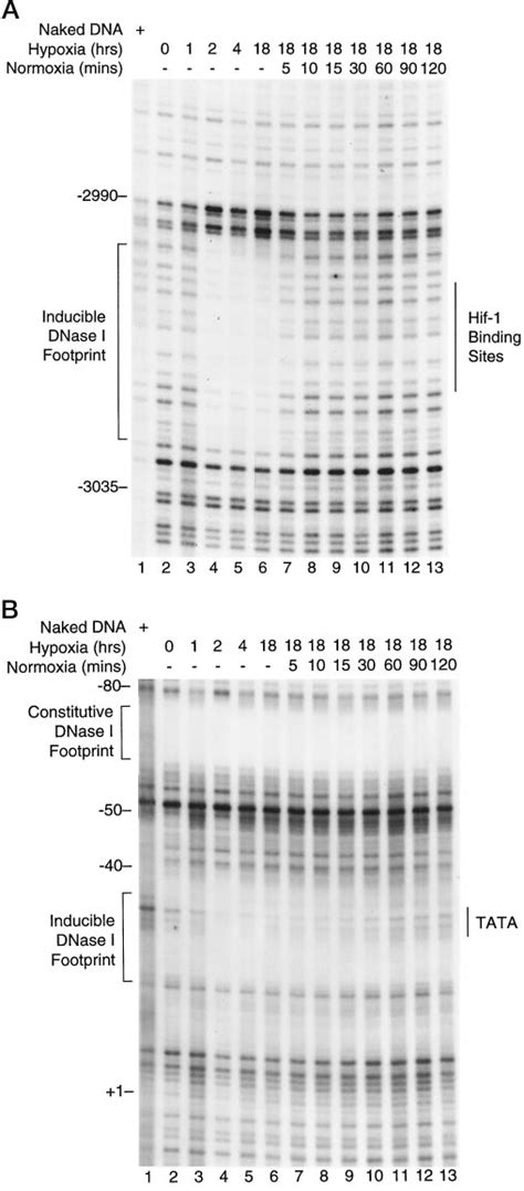 Time Course Of Protein Dna Interactions On The Glut Enhancer And