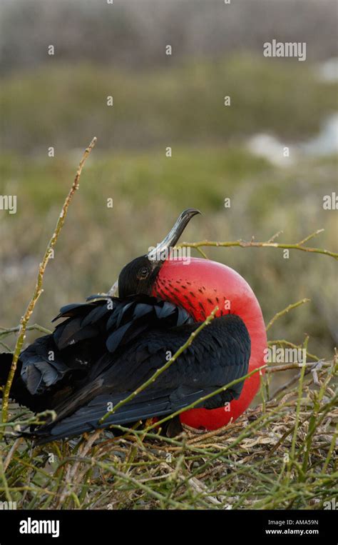 Magnificent Frigatebird Fregata Magnificens North Seymour Island