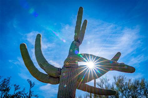 Saguaro National Park | Adventurous Way