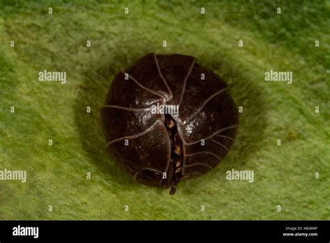 Pill Woodlice Or Pillbug Armadillidium Vulgare Curled In Ball Sequence