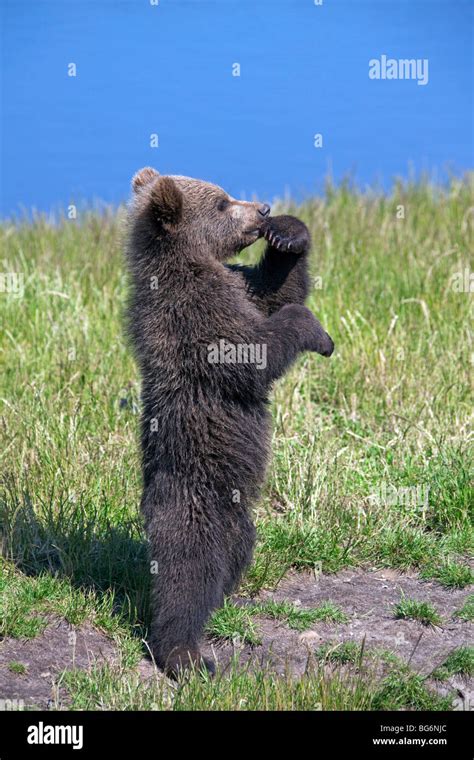 Brown Bear Standing Up Hi Res Stock Photography And Images Alamy