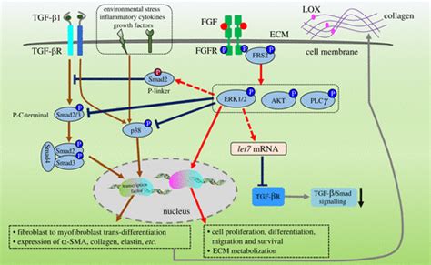 Functions Of Exogenous Fgf Signals In Regulation Of Fibroblast To