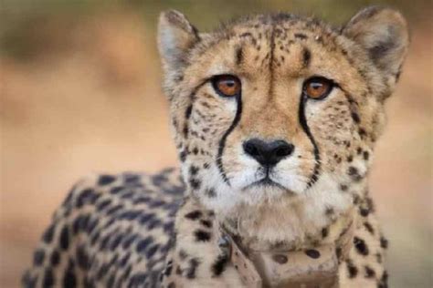 South African Cheetahs One More Cheetah Released Into Wild In Madhya Pradesh S Kuno National