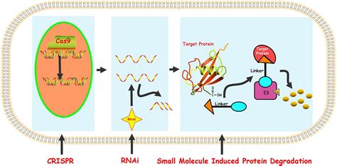 Frontiers Opportunities And Challenges Of Small Molecule Induced